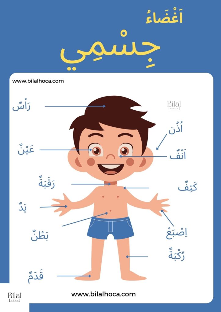 Arapça Vücudun Organları  afiş